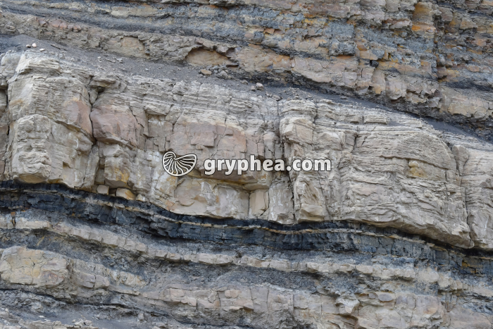 Veines de charbon au niveau d'un affleurement artificiel - travaux publics (Price, Utah, USA),  - gryphea.com